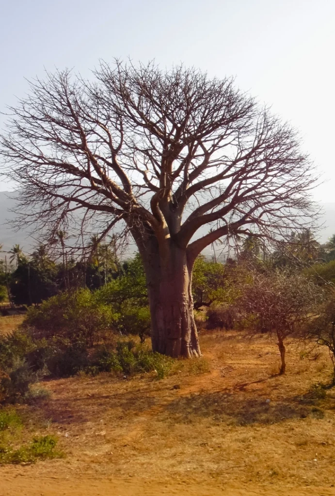 turismo sostenible usambara tanzania unwto fundación europamundo